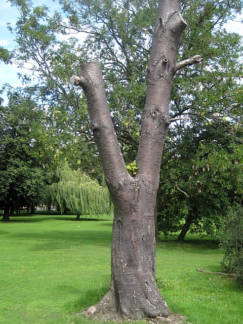 „Die ersten grünen Triebe der Erholung" - geograph org uk