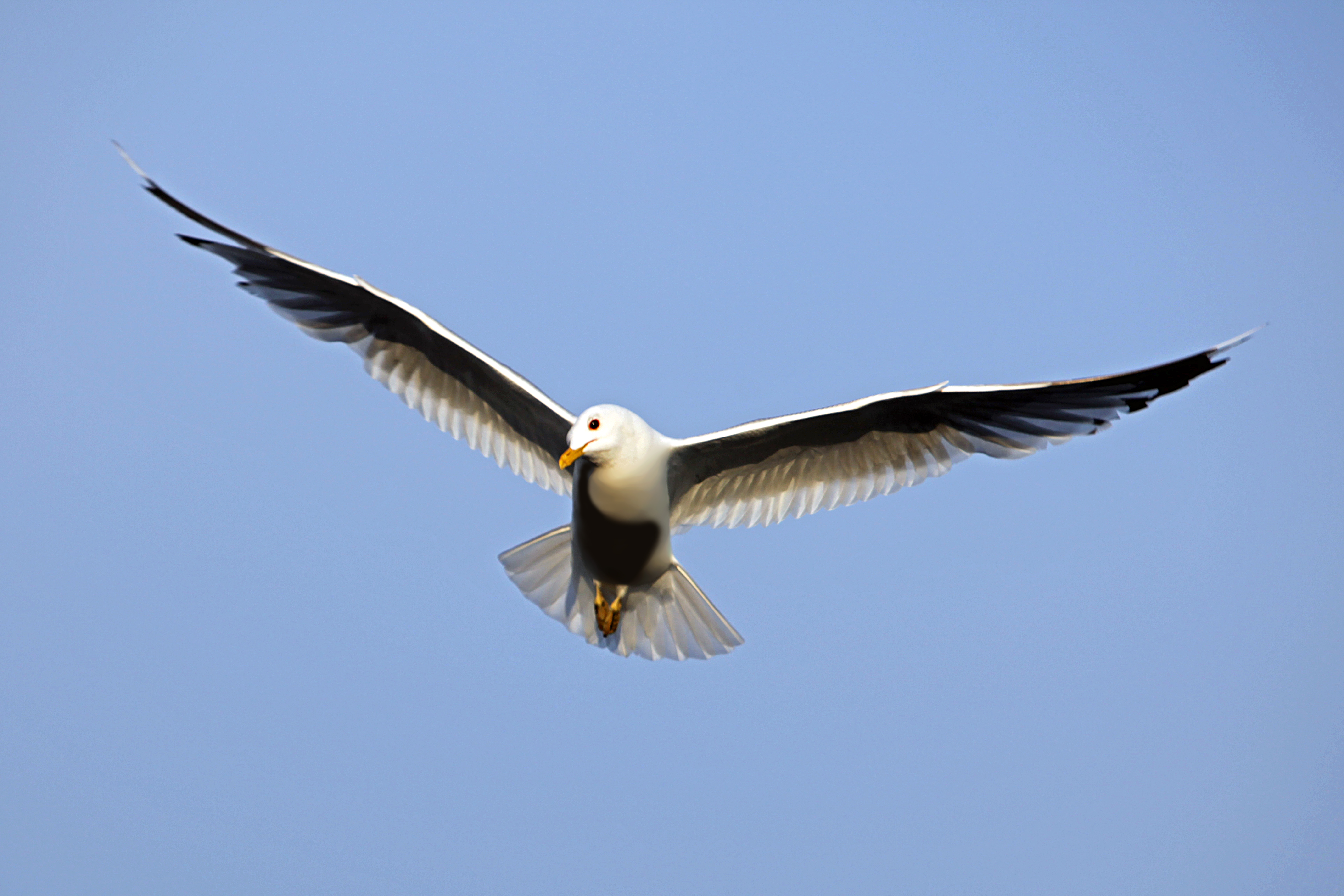 ¿Por qué las alas ayudan al pájaro a volar?