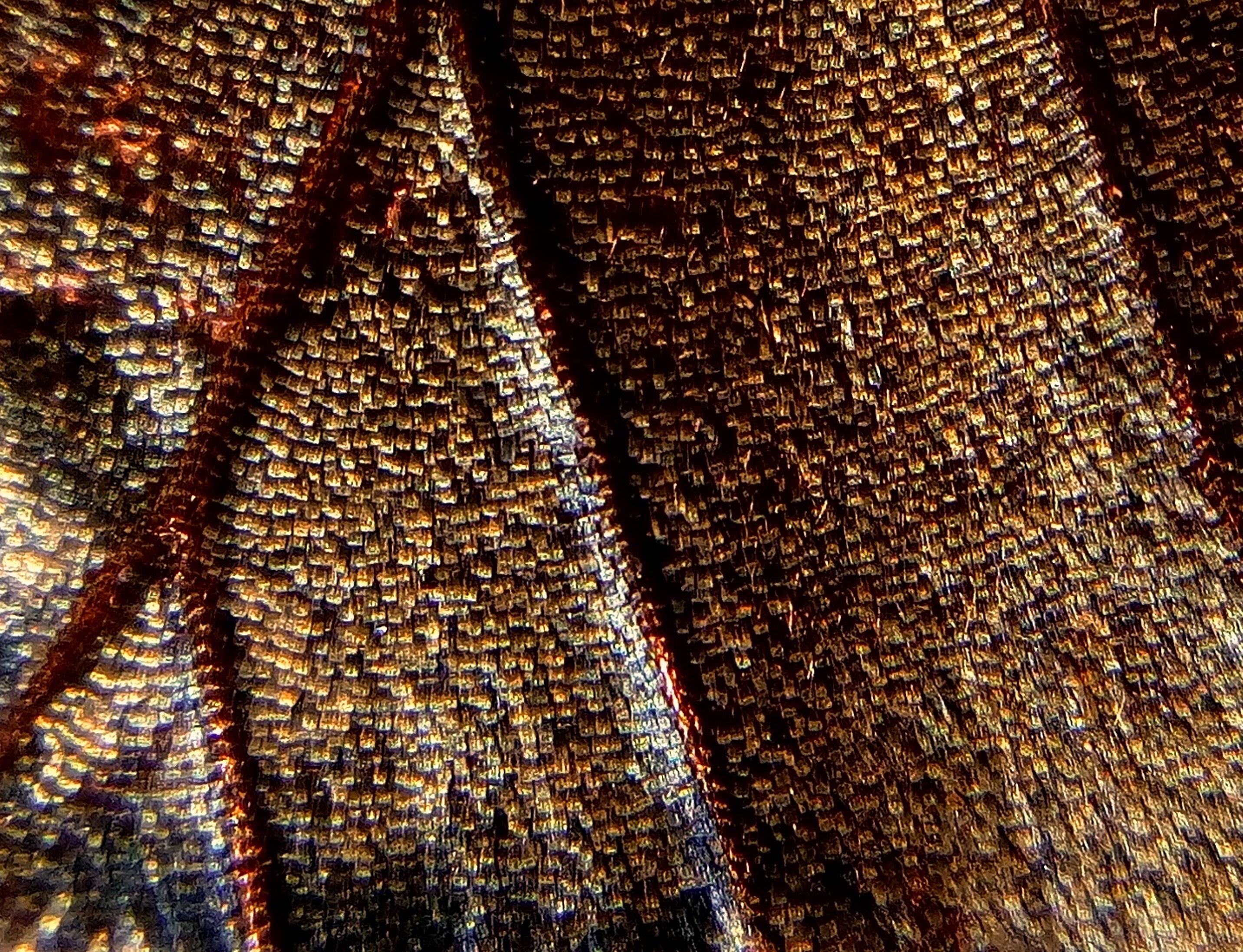 ¿Que pasa si tocas las alas de una mariposa?