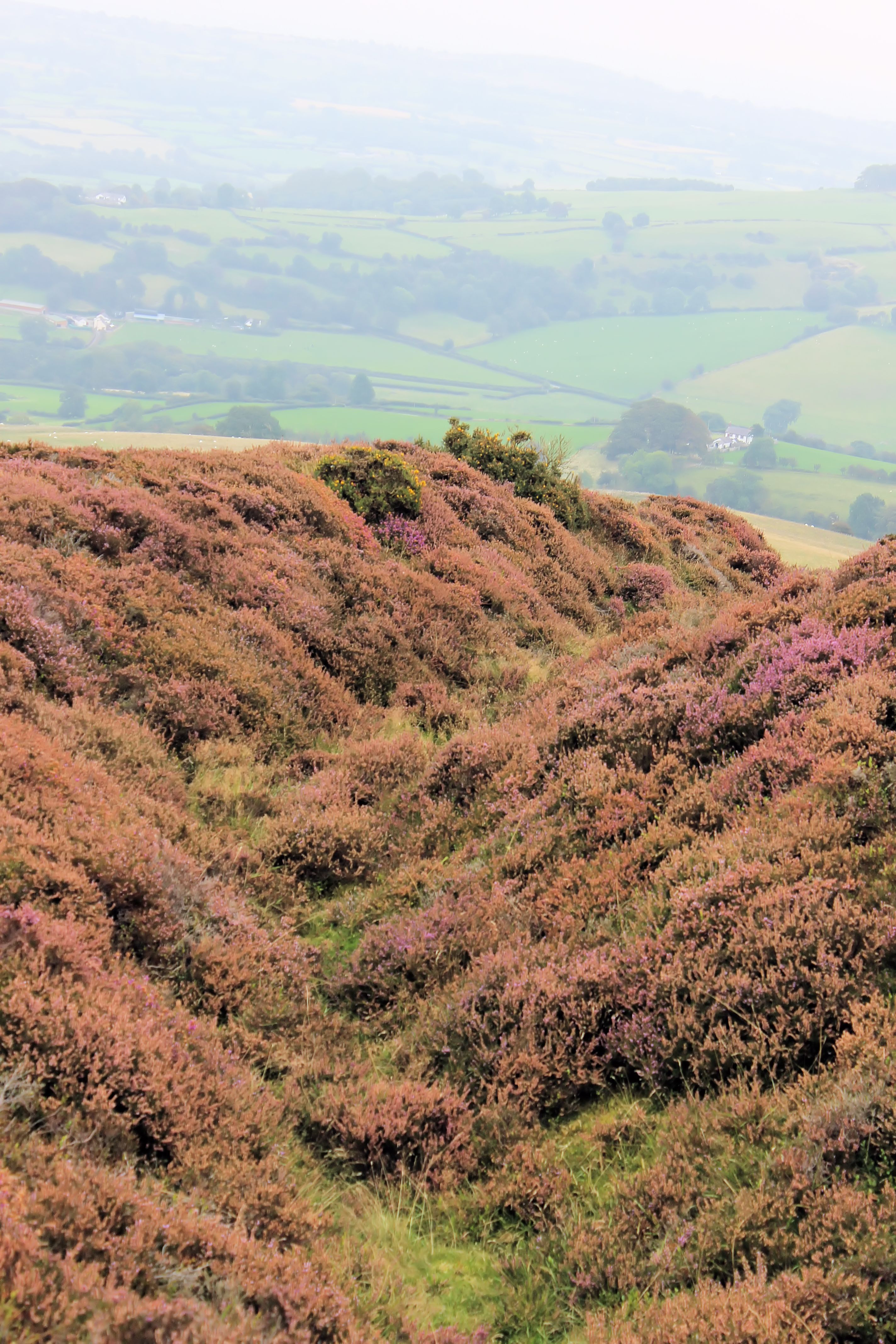 Bryngaer Penycloddiau Hillfort; Bryniau Clwyd; Gogledd Cymru North Wales 41