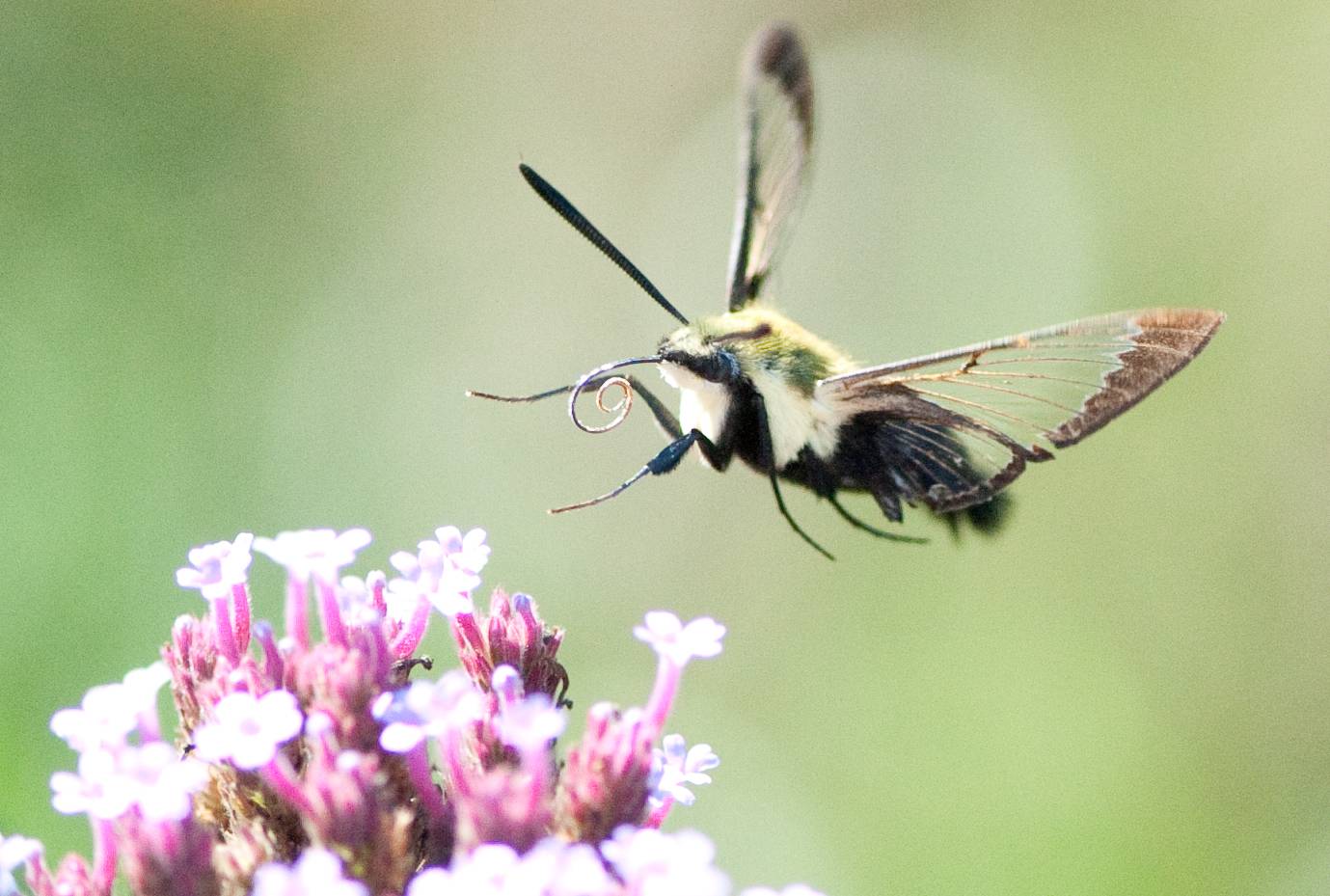 ¿A que velocidad mueven las alas los colibríes?