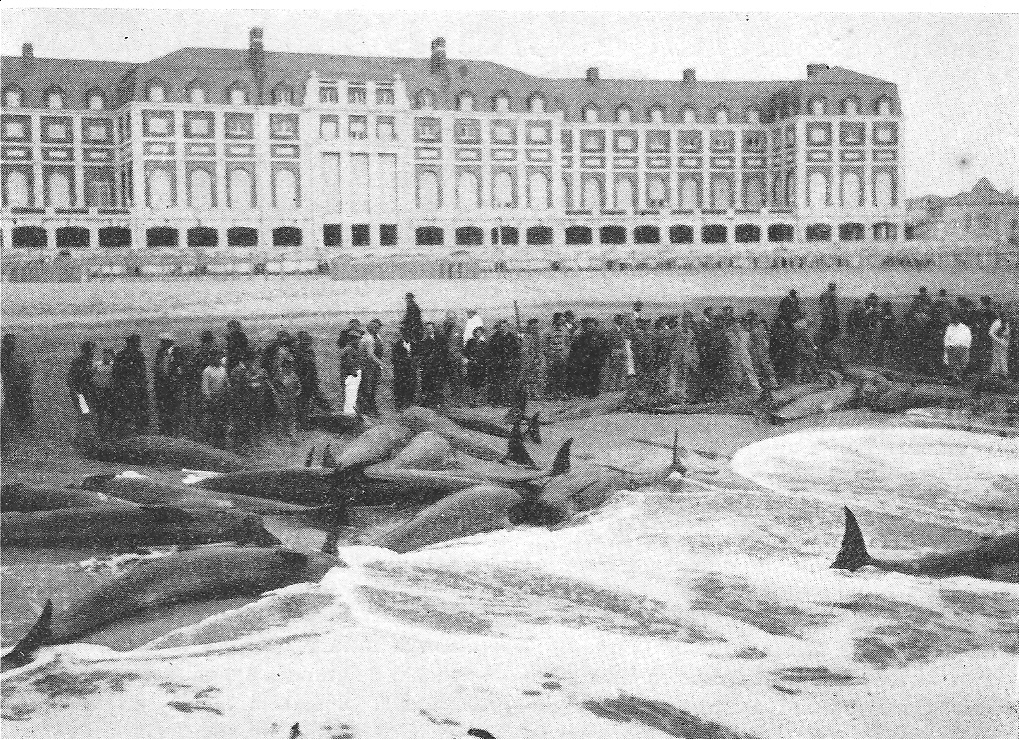 Las Pseudo Orcas de Mardel Plata Playa Bristol 1