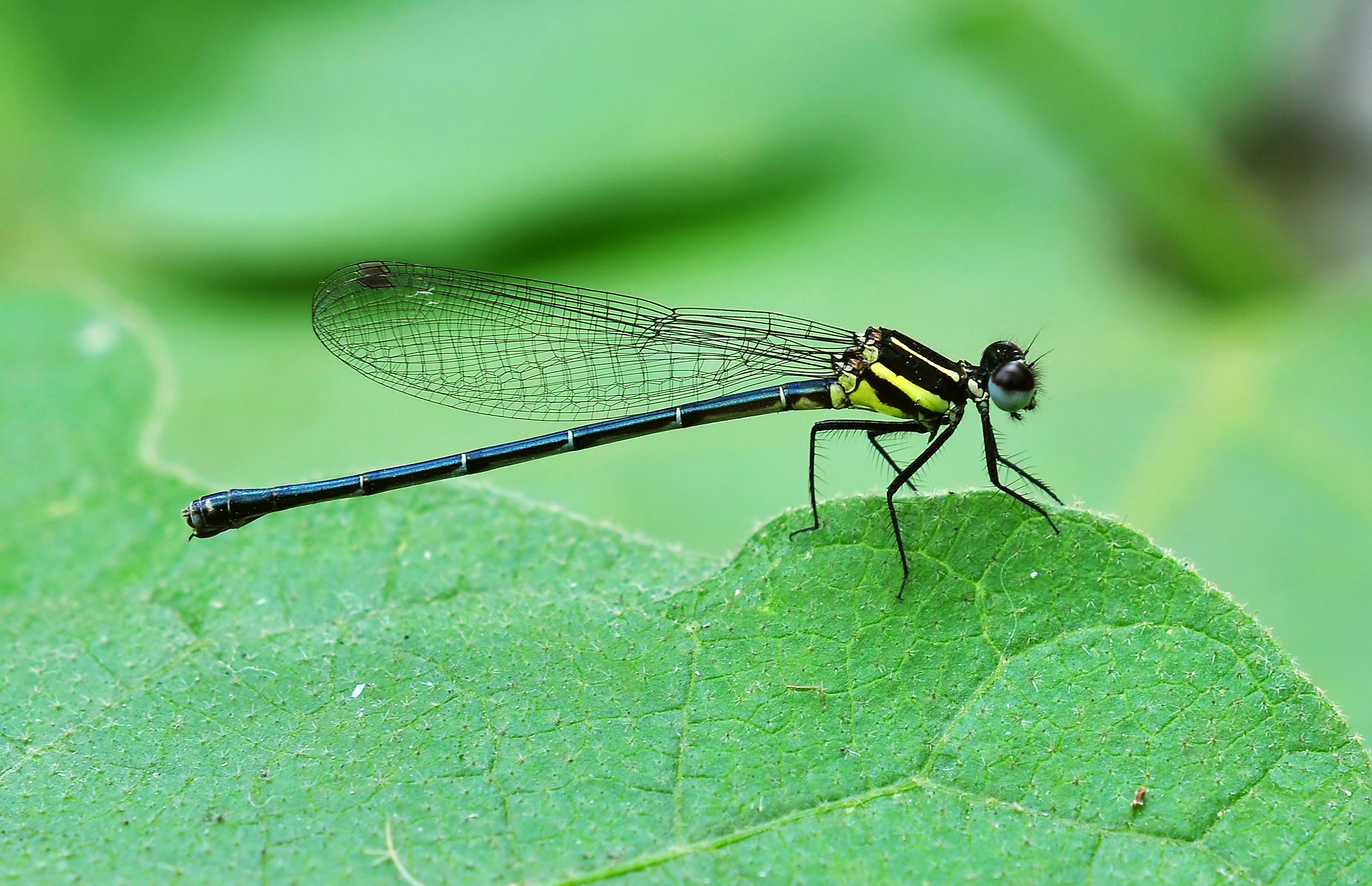 Onychargia atrocyana, Burdwan, West Bengal, India 13 09 2012