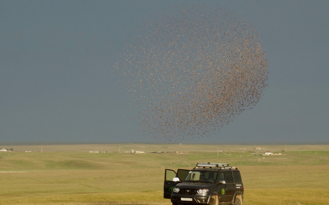 Rosy starling swarm 1