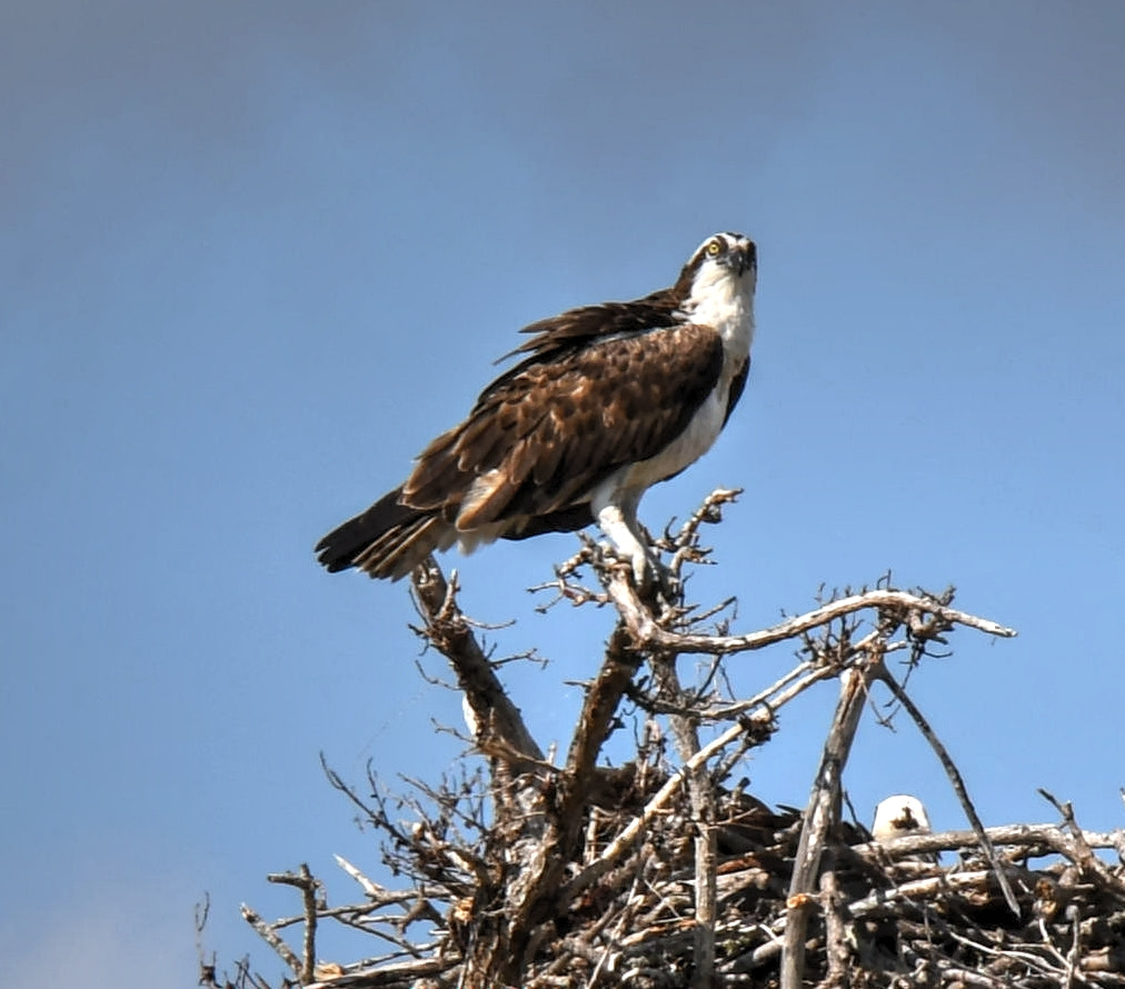 ¿Por qué las alas de los pájaros les ayudan a volar?