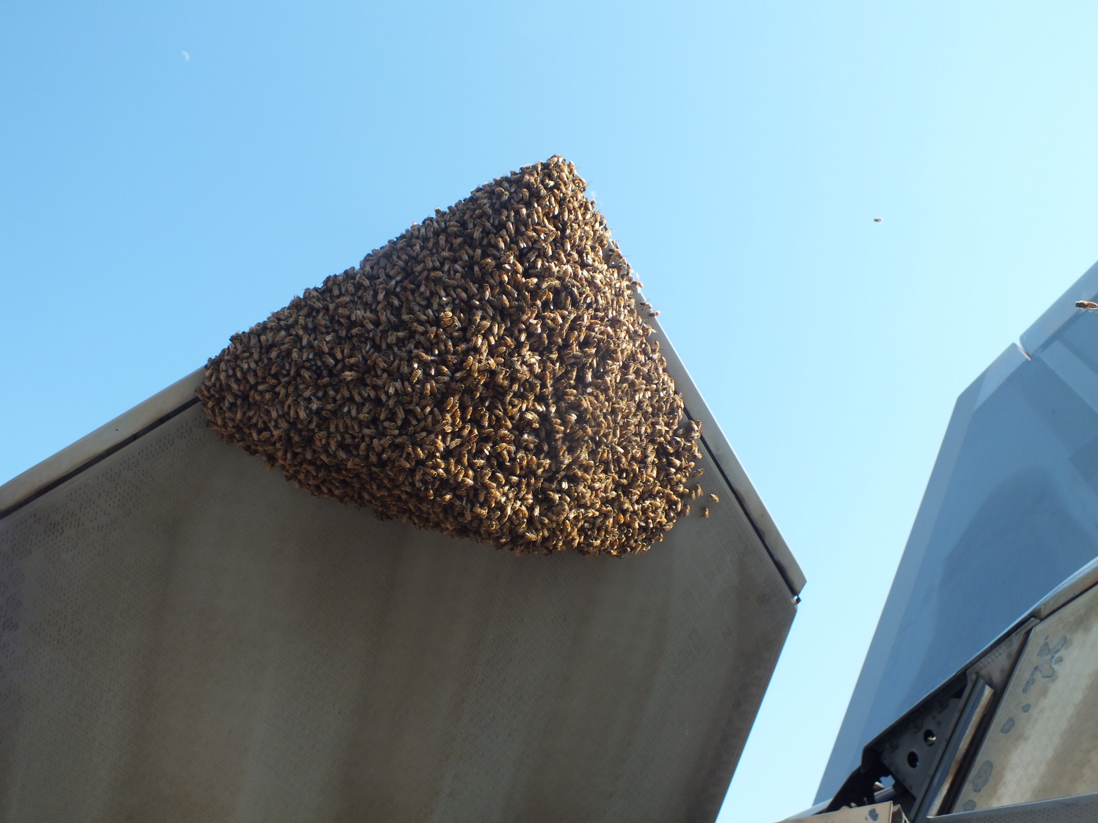 Schubvektordüse des F-22 Raptor, mit einem Bienenschwarm