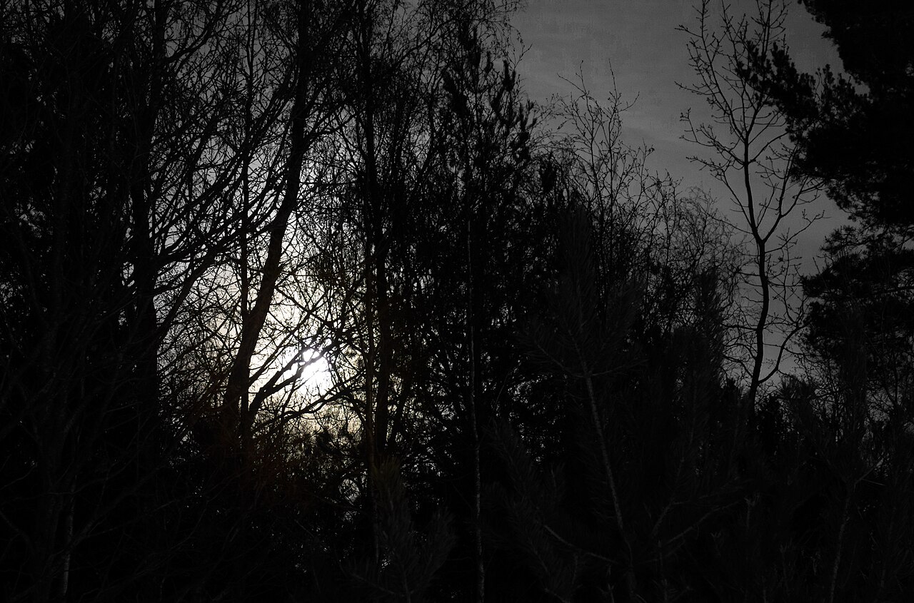 Full moon rising behind silhouetted tree branches.