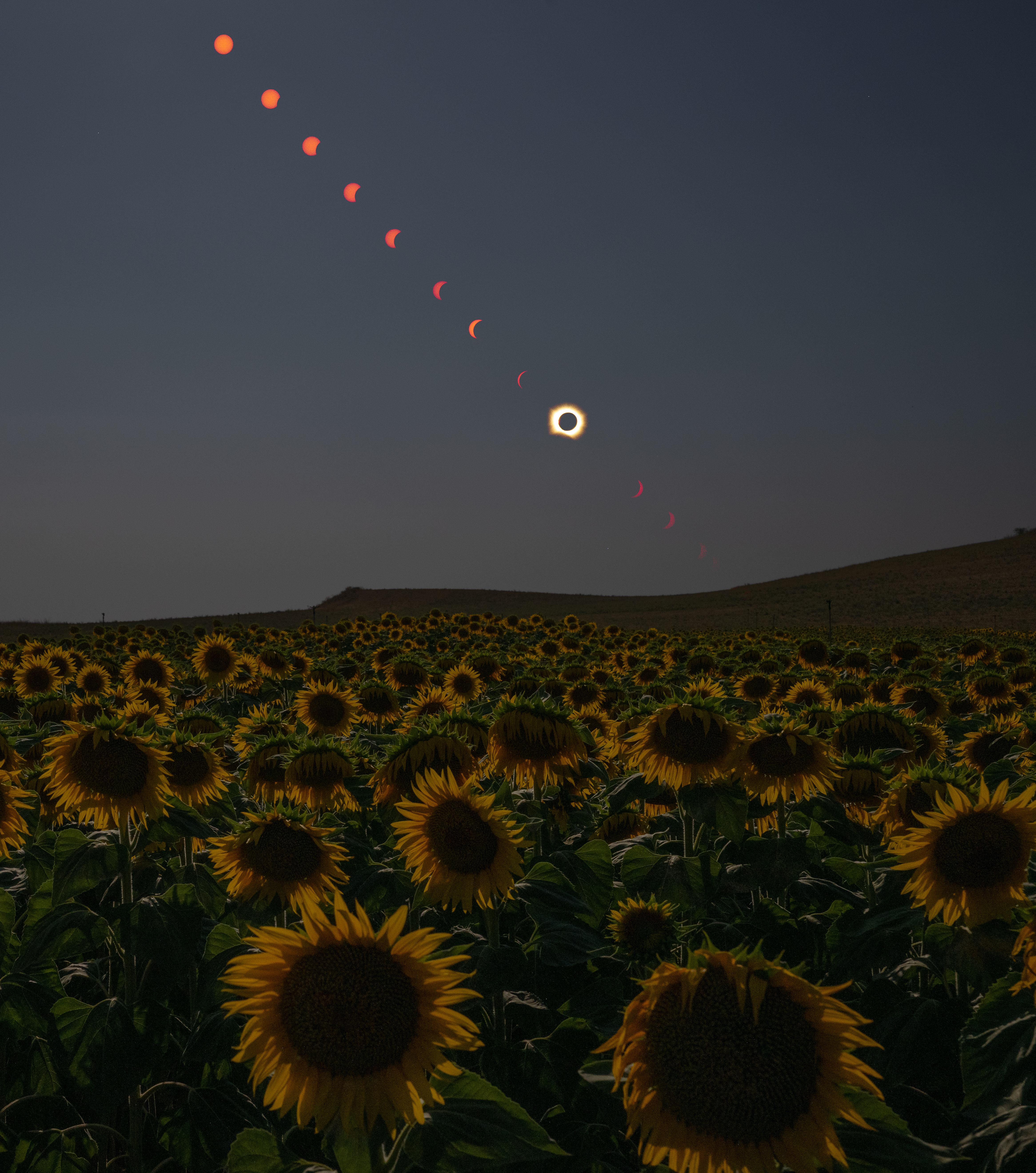 Éclipse solaire totale dans un champ de tournesols